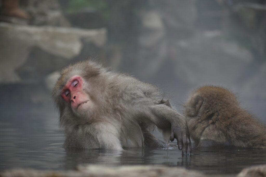 Exploring the Safety of Bathing in Nevadas Hot Springs