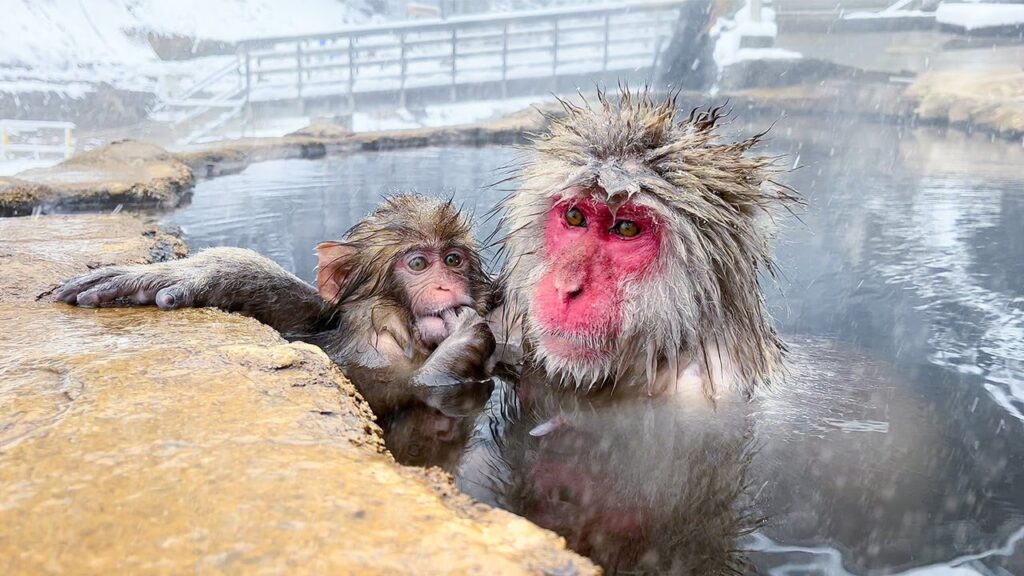 Japanese Onsen Ryokan Where You Can Bathe with Snow Monkeys🐒♨️ | Jigokudani Snow Monkey Park | ASMR